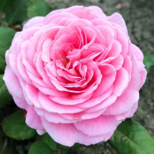 Шансон де Шьен роза флорибунда (кустовая) розовая 1шт.
