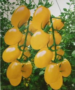 Сливка желтая томат вес