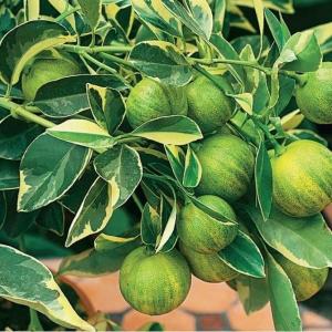 Лимон Вариегата цитрус  (комнатное растение, плоды в начале затем лимонного цвета) (в тубе)