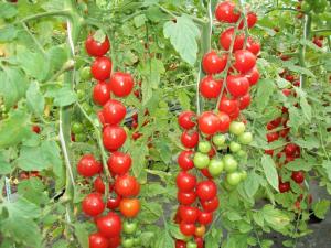 Красная гроздь томат весовые