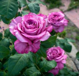 Клод Брассер роза чайно-гибридная, цвет лавандовый 1шт