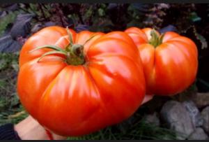 Шунтукский великан томат весовые