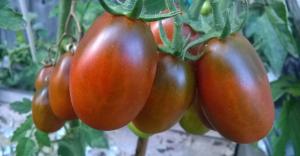Чернослив томат весовые