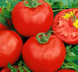 Алтайский красный томат весовые