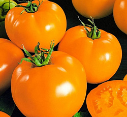 Алтайский оранжевый томат весовые