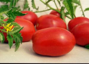 Челнок томат весовые