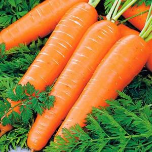 Нантская улучшенная морковь весовые