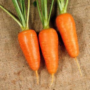 Курода Шантанэ морковь весовая