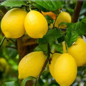 Лимон Лунарио цитрус 1шт (в тубе)
