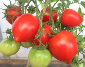 Юбилейный Тарасенко томат весовые