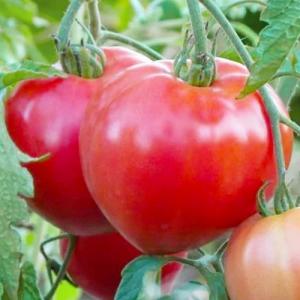 Абаканский розовый томат весовые