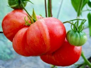 Гигант Красный томат весовые