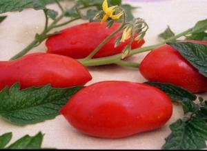 Буратино томат весовые
