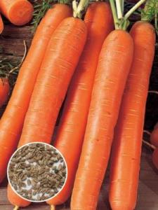 НИИОХ-336 морковь весовые