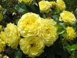 Анни Дюпрей роза шраб ПРЕМИУМ, цветки нежно-желтые