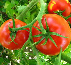 Волгоградский 323 скороспелый томат весовые