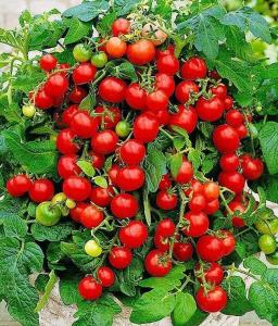 Садовая жемчужина томат весовые