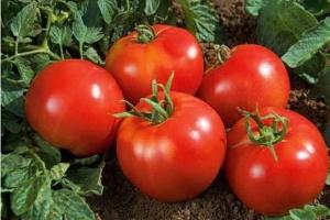 Земляк томат весовые