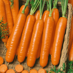 Ройал Форто морковь весовая