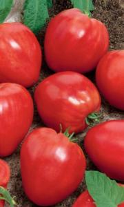 Владыка томат весовые