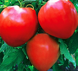 Бычье сердце красное томат весовые