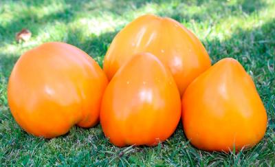 Оранжевое сердце томат весовые