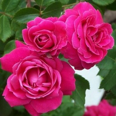 Александр Маккензи роза ярко-розовый 1шт
