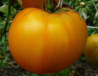 Медовый томат весовые