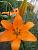 Хайд Парк оранжевая лилия 5шт (14/16) (90см) ЛА