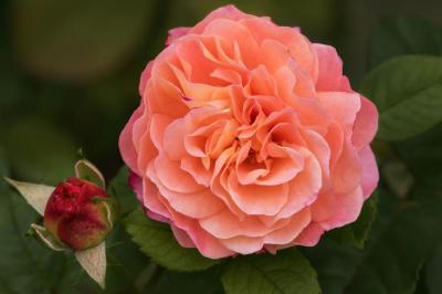 Августа Луиза роза флорибунда, розово-персиковой окраска 1 шт