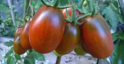 Чернослив томат весовые