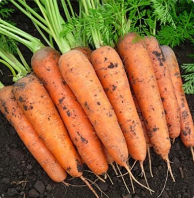 Микуловская морковь весовые
