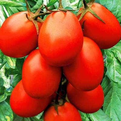 Сибирское чудо томат весовые