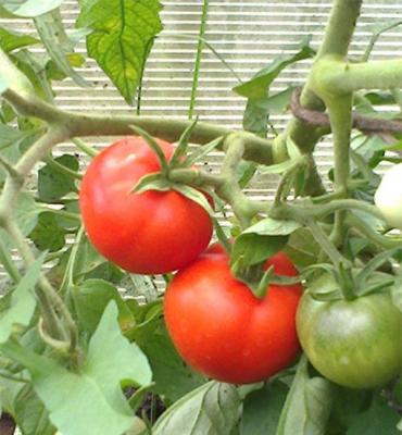 Ультраскороспелый томат весовые