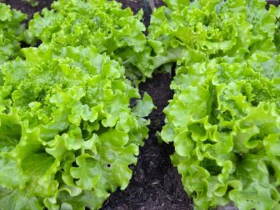 Эврика листовой салат весовые