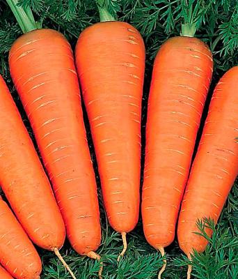 Канада F1( Бейо) (1упак/100 000шт)морковь весовые