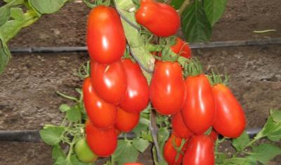 Засолочный деликатес томат весовые