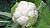 Сноуболл 123 цвет. капуста весовые