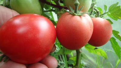 Демидов томат весовые