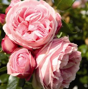 Джардино плетистая роза нежно-розовая 1шт