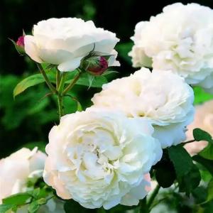 Ноктюрн роза спрей, лепестки молочно-белого цвета, собраны в плотный бутон. 