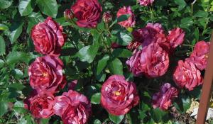 Броуни роза плетистая шоколадно-вишневые 1шт