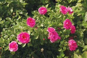 Морден Аморетт роза ярко-розовая 1шт