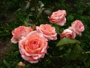 Претти Вумен флорибунда роза