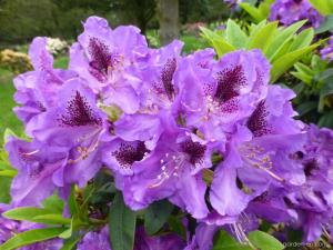 Блю Джей рододендрон гибридный цветки лавандово-синие с пурпурным пятном (в тубе)
