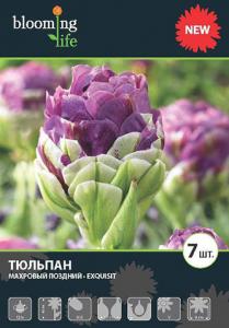 Экскисит тюльпан 5шт (12/+) (45см)