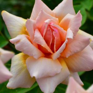 Стелла магна роза, окраска кремово-розовая с желтоватыми краями и абрикосово-розовым