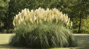 Вайт Фезер пампасная трава белое перьевидное соцветие  1шт (в тубе)