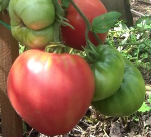 Мазарини томат весовые