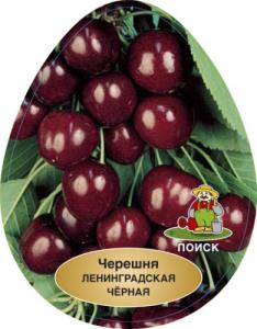 Ленинградская черная двухлетка черешня (подвой вишня Магалебская)(дерево)